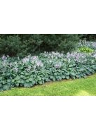 Árnyékliliom / Hosta Halcyon