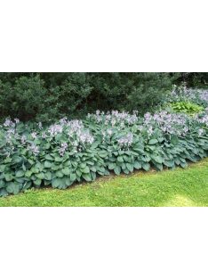 Árnyékliliom / Hosta Halcyon