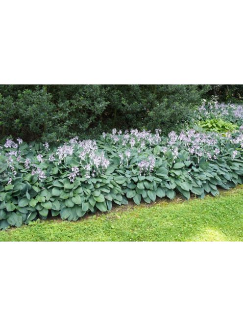Árnyékliliom / Hosta Halcyon