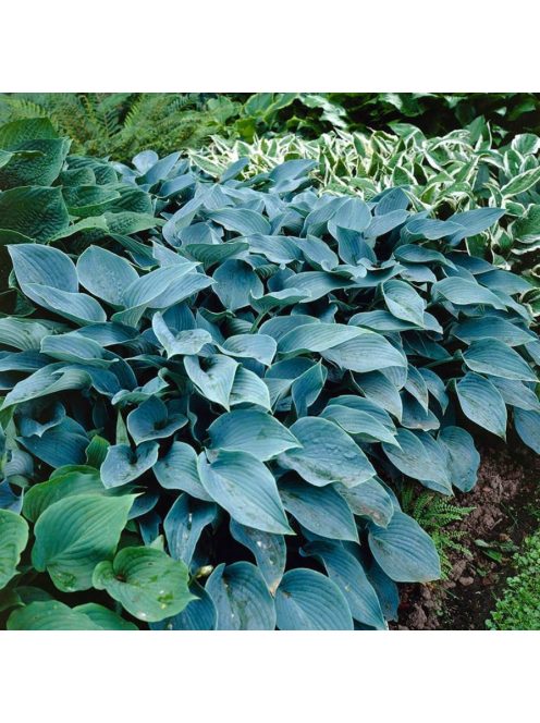 Árnyékliliom / Hosta Halcyon