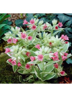 Tüdőfű / Pulmonaria David Ward