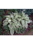 Tüdőfű / Pulmonaria David Ward