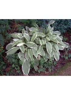 Tüdőfű / Pulmonaria David Ward