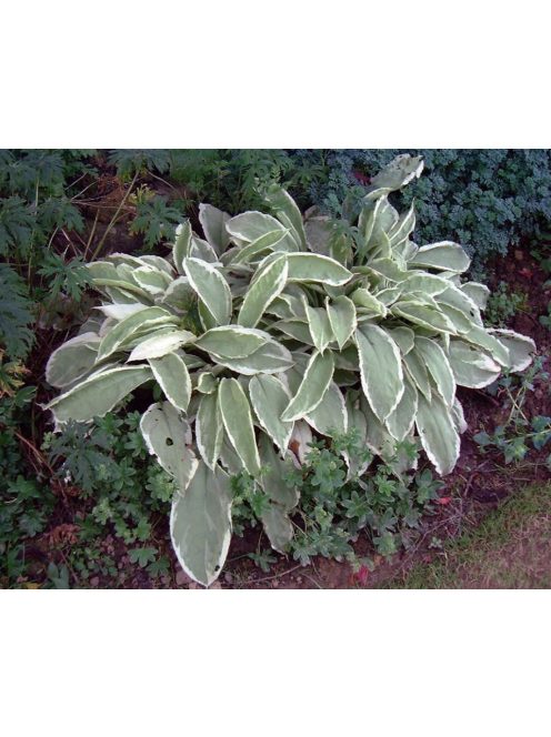 Tüdőfű / Pulmonaria David Ward