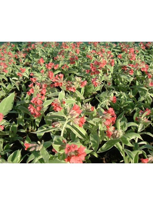 Tüdőfű / Pulmonaria David Ward