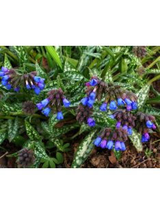 Tüdőfű / Pulmonaria longifolia. EB Anderson