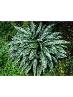 Tüdőfű / Pulmonaria longifolia. EB Anderson