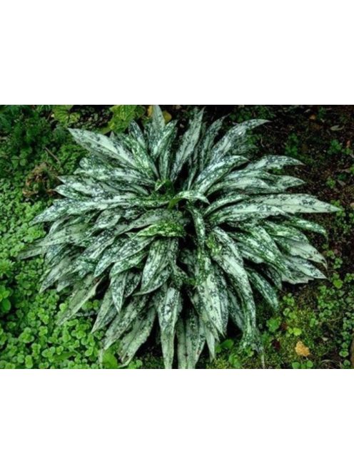 Tüdőfű / Pulmonaria longifolia. EB Anderson