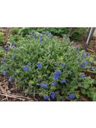Tüdőfű / Pulmonaria longifolia. EB Anderson