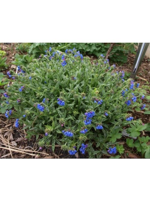 Tüdőfű / Pulmonaria longifolia. EB Anderson
