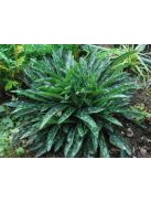 Tüdőfű / Pulmonaria longifolia. EB Anderson