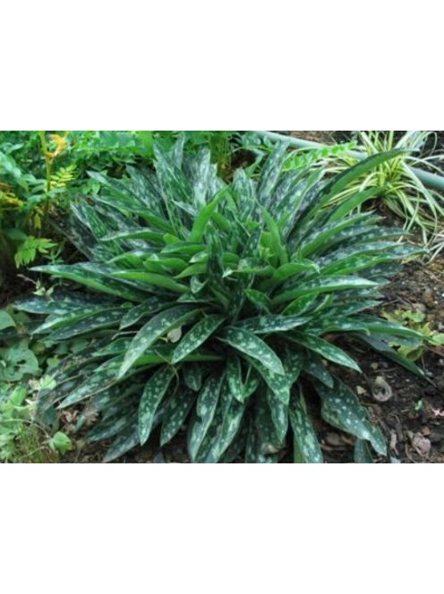 Tüdőfű / Pulmonaria longifolia. EB Anderson