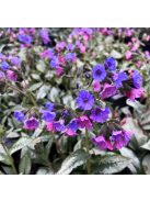 Tüdőfű / Pulmonaria Majeste