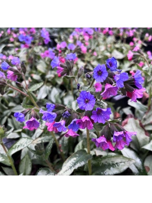 Tüdőfű / Pulmonaria Majeste