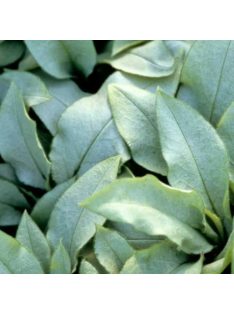 Tüdőfű / Pulmonaria Majeste