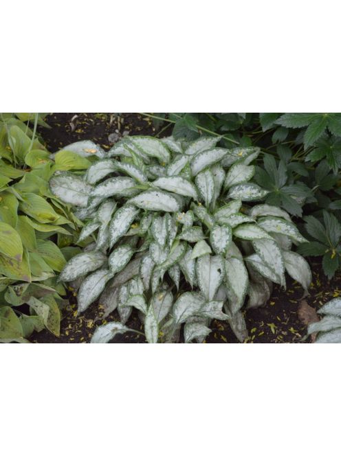 Tüdőfű / Pulmonaria Majeste