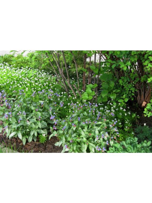 Tüdőfű / Pulmonaria Majeste