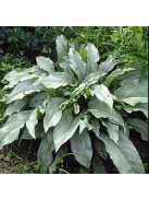Tüdőfű / Pulmonaria Majeste