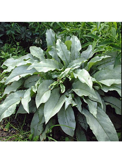 Tüdőfű / Pulmonaria Majeste