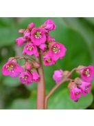 Bőrlevél / Bergenia 'Winterglut'