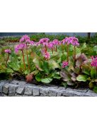 Bőrlevél / Bergenia 'Winterglut'