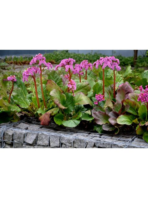 Bőrlevél / Bergenia 'Winterglut'