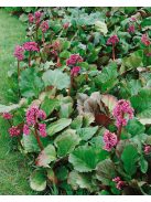 Bőrlevél / Bergenia 'Winterglut'