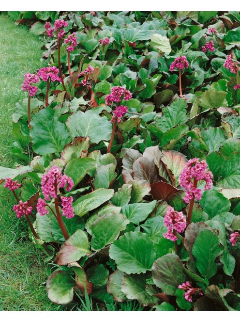Bőrlevél / Bergenia 'Winterglut'