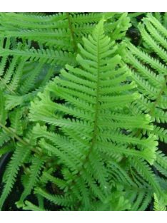 Erdei pajzsika / Dryopteris filix-mas 'Furcans'