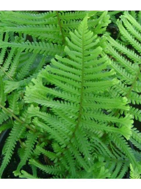 Erdei pajzsika / Dryopteris filix-mas 'Furcans'