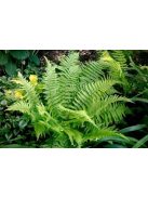 Erdei pajzsika / Dryopteris filix-mas 'Furcans'