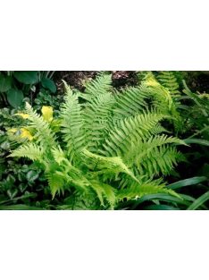 Erdei pajzsika / Dryopteris filix-mas 'Furcans'