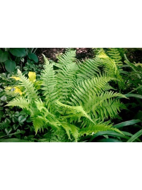 Erdei pajzsika / Dryopteris filix-mas 'Furcans'