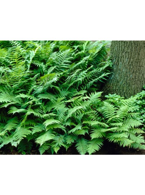 Erdei pajzsika / Dryopteris filix-mas 'Furcans'