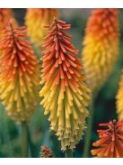 Fürtös fáklyaliliom / Kniphofia uvaria 'Grandiflora'