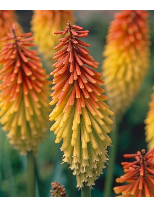 Fürtös fáklyaliliom / Kniphofia uvaria 'Grandiflora'