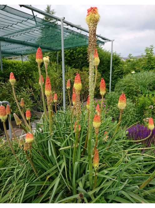 Fürtös fáklyaliliom / Kniphofia uvaria 'Grandiflora'