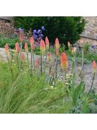 Fürtös fáklyaliliom / Kniphofia uvaria 'Grandiflora'