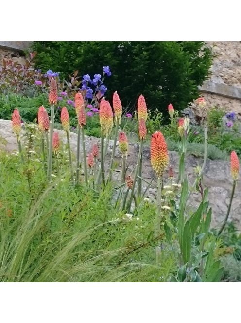 Fürtös fáklyaliliom / Kniphofia uvaria 'Grandiflora'