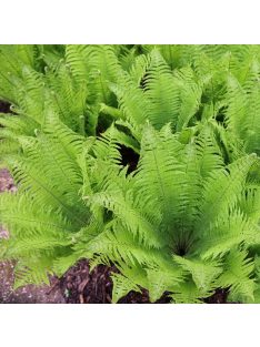 Erdei struccpáfrány / Matteucia struthiopteris
