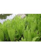 Erdei struccpáfrány / Matteucia struthiopteris