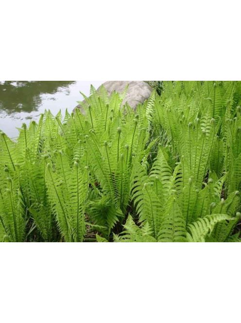 Erdei struccpáfrány / Matteucia struthiopteris