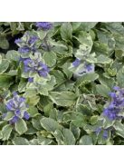Indás ínfű / Ajuga reptans Variegata
