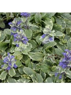 Indás ínfű / Ajuga reptans Variegata