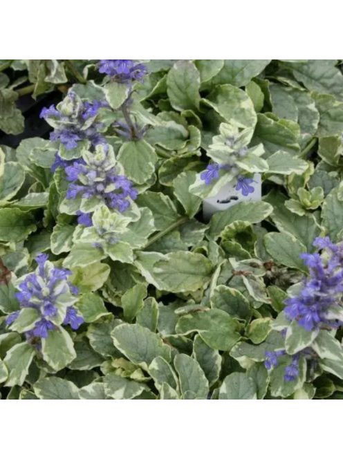 Indás ínfű / Ajuga reptans Variegata