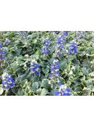 Indás ínfű / Ajuga reptans Variegata