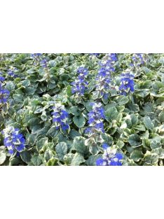 Indás ínfű / Ajuga reptans Variegata