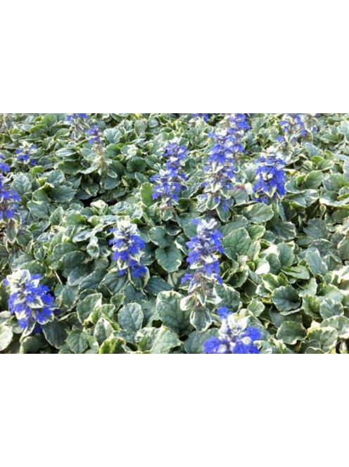 Indás ínfű / Ajuga reptans Variegata