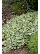Indás ínfű / Ajuga reptans Variegata