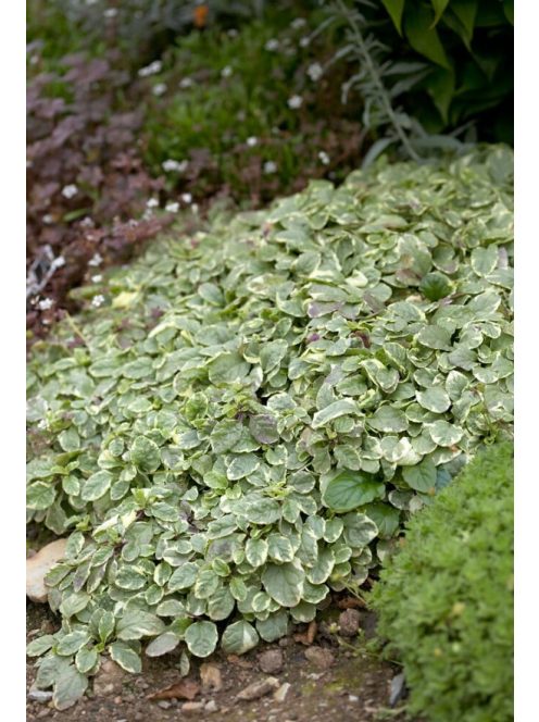 Indás ínfű / Ajuga reptans Variegata